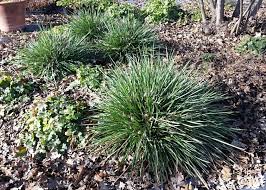 Image result for Festuca