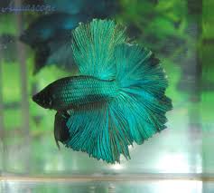 Beta Fish My Top 10 Beautiful Tropical Fish Tropical Fish And Aquascaping Beautiful Tropical Fish Tropical Fish Betta Fish