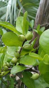 Image result for Lepidagathis randii