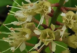 Image result for Combretum falcatum