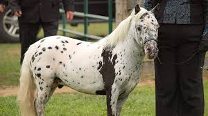 Newell came across a group of horses that were freely roaming the open land. Miniature Horses Hobby Farms