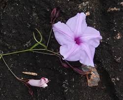 Image result for Ipomoea blepharophylla