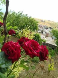 ريف الساحل السوري و الصورة من الهام جمعة plants syria