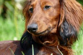 Aphis form 7001) issued by your veterinarian. Mexico Petrelocation