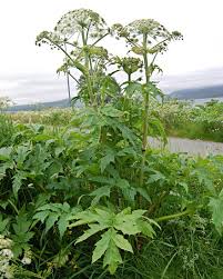 Image result for Heracleum
