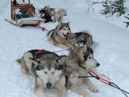 Image result for Les traineaux a chiens