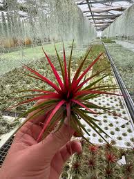 Image result for Tillandsia