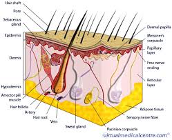 Perlindungan lapisan epidermis atau lapisan terkematu merupakan lapisan perlindungan daripada kemasukan. Lapisan Epidermis Kulit Dan Fungsinya Biologi Usaha321 Net