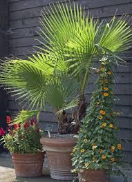Kalifornische Washingtonpalme Zimmerpflanze Mit Fernweh Flair Kubelpflanzen Zimmerpflanzen Palmen