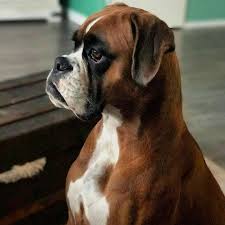 592 Mentions J Aime 6 Commentaires Boxer Dogs Of Instagram Boxerdogs Ig Sur Instagram Looking For Unique Boxer Desi Boxer Dog Pictures Boxer Dogs Dogs