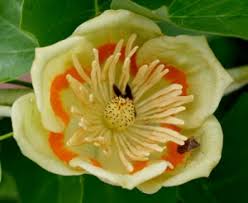 Ornamental poplars (trees in the genus populus) are frequently attacked by microorganisms that kill the outer wood and bark of stems and branches, causing canker diseases. Tulip Poplar Fairfax Gardening