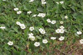 Image result for Ipomoea obscura