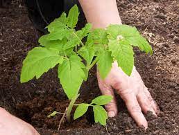 Garden soil may also include fertilizer to feed your plants. What Type Of Soil Is Best For Tomatoes Greenhouse Today