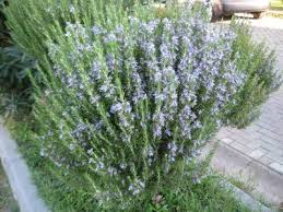 Çam ağaçlarının birkaç çeşidi var. 4 Mevsim Bahce Bitkileri Bahce Dekorasyon