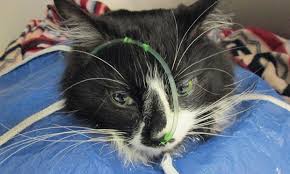 How is pancreatic cancer in cats diagnosed? Pancreatitis In Cats Inflammation Of The Pancreas