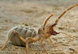 It does belong to the same class which includes spiders, scorpions and mites. This Is The Camel Spider Its Bites Are Nasty And It Can Run Up To 15mph F K You Nature 9gag
