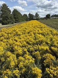 Image result for Solidago