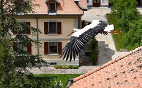 Les Cigognes Au Haras National Suisse Hns