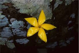 Image result for Voyria