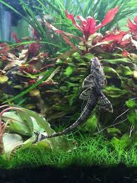 Whiptail Catfish The Whiptails Are One Of My Favorite Cats They Are Neve My Blog Dezdemon Exoticfish S Aquarium Fish Tropical Fish Aquarium Pleco Fish