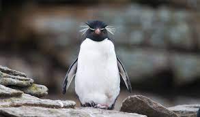 Penguins may not be your favorite animal, but next time that april 25th rolls around (world penguin day) you'll have some pretty interesting facts to share! Rockhopper Penguin Facts Diet Habitat Information