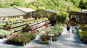 Cheap Plant Hacks How To Get Tons Of Plants For Next To Nothing Sunset Sunset Magazine