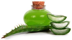 как сделать лекарство из алоэ и меда для желудка Recept Spirtovoj Nastojki Iz Aloe Meda I Kagora Ili Vodki V Domashnih Usloviyah