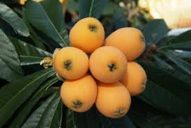 The rate in which they grow is impressive. 9 Fast Growing Fruit Trees For Garden Gardening On