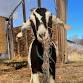 Weekend Goat Hikes at Gather Farm event image
