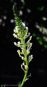 Image result for Hebenstretia dentata