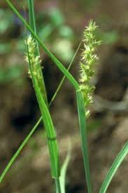 Image result for Cenchrus biflorus