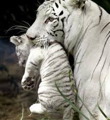 Baby tigers are so cute! Bucketlist Hold A Baby White Tiger Official Bucket List