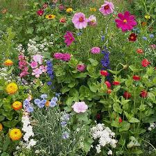 American seed is a full line, american owned, seed company specializing in quality seed at affordable prices. Cottage Garden Blend Wildflower Seed Urban Farmer