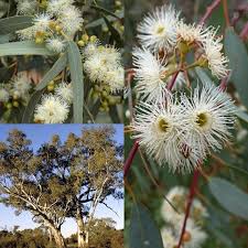 Image result for Eucalyptus camaldulensis