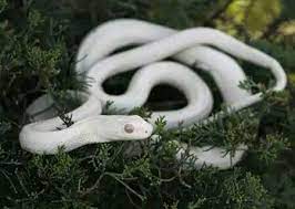 A White Albino Japanese Rat Snake Is Seen At A Snake Viewing Facility In Iwakuni Southwestern Japan April 15 2008 Xinhua R Albino Animals Rat Snake Albino
