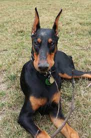 Check spelling or type a new query. Buy Doberman Puppy Nyc Crazypurplemama