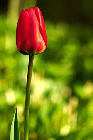 Maybe you would like to learn more about one of these? Tulip Merah Musim Semi Alam Bunga Tulip Merah Mekar Bunga Musim Semi Taman Tanaman Pxfuel