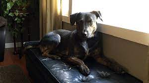 We are the largest and only open admission shelter adopt valentine. Kc Pet Project Works To Help Owners Through Eviction Covid The Kansas City Star