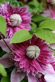 One Of The Prettiest Flowers Blumen Pflanzen Exotische Blumen Schone Blumen