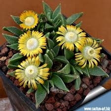 Image result for Nananthus aloides
