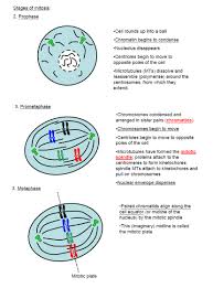 During interphase, the cell grows and makes a copy of its dna. Cell Cycle