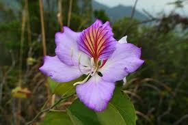 Image result for Bauhinia variegata