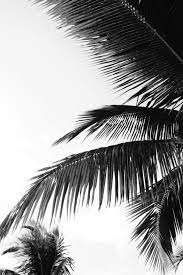Wall mural black and white photo of palm trees black and whites and pictures peel and stick wallpaper self adhesive wallpaper large wall sticker removable vinyl film roll spoonflower peel and stick removable wallpaper, palm tree coral jumbo blush pink tropical trendy beach print. Enjoy The Palm Life Watercolor Palm Leaves Black And White Picture Wall White Wallpaper