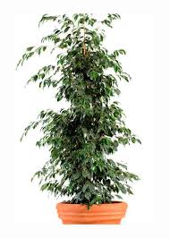 Image result for ficus benjamina en casa