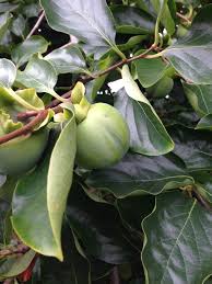 En effet, de nombreuses variétés poussent à l'ombre. Kaki Ou Plaqueminier Semez Plantez Entretenez Le Kaki