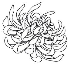 See more ideas about chrysanthemum tattoo, chrysanthemum, tattoos. Spider Chrysanthemum By Sneakyguy Jpg 1031 951 More Pins Like This One At Fosterginger Pinterest Chrysanthemum Drawing Flower Art Drawing Flower Drawing