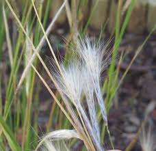 Image result for Andropogon eucomus