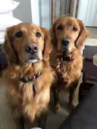 Quick guide to your puppy's growth golden retriever female puppy growth chart (lb & kg) age smallest weight largest weight average weight 7 weeks 5 lb (2.2 kg) 17 lb (7.7 kg) 9 lb (4. My Puppy Is Too Chunky Golden Retriever Dog Forums
