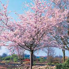 Sieh dir an, was claudia schwitter (cmsmove) auf pinterest, der weltweit größten sammlung von ideen, entdeckt hat. Prunus Accolade Zierkirsche Dekorativer Blutenbaum Mit Schirmartig Ausgebreiteter Krone Er Macht Elliptische Zierkirsche Japanische Zierkirsche Baume Garten