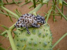 Image result for Acanthosicyos naudinianus